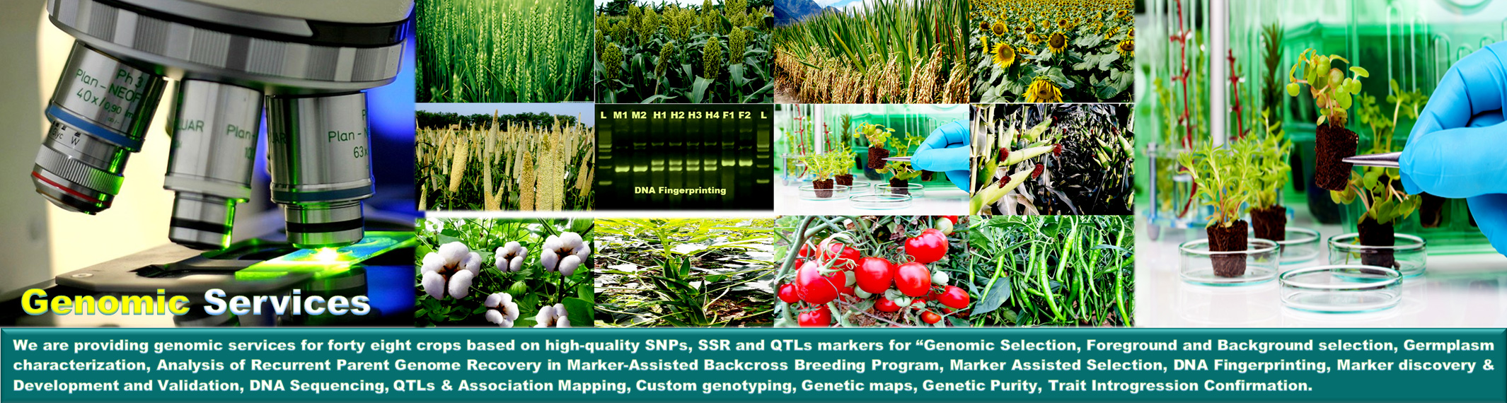wheat-genotyping